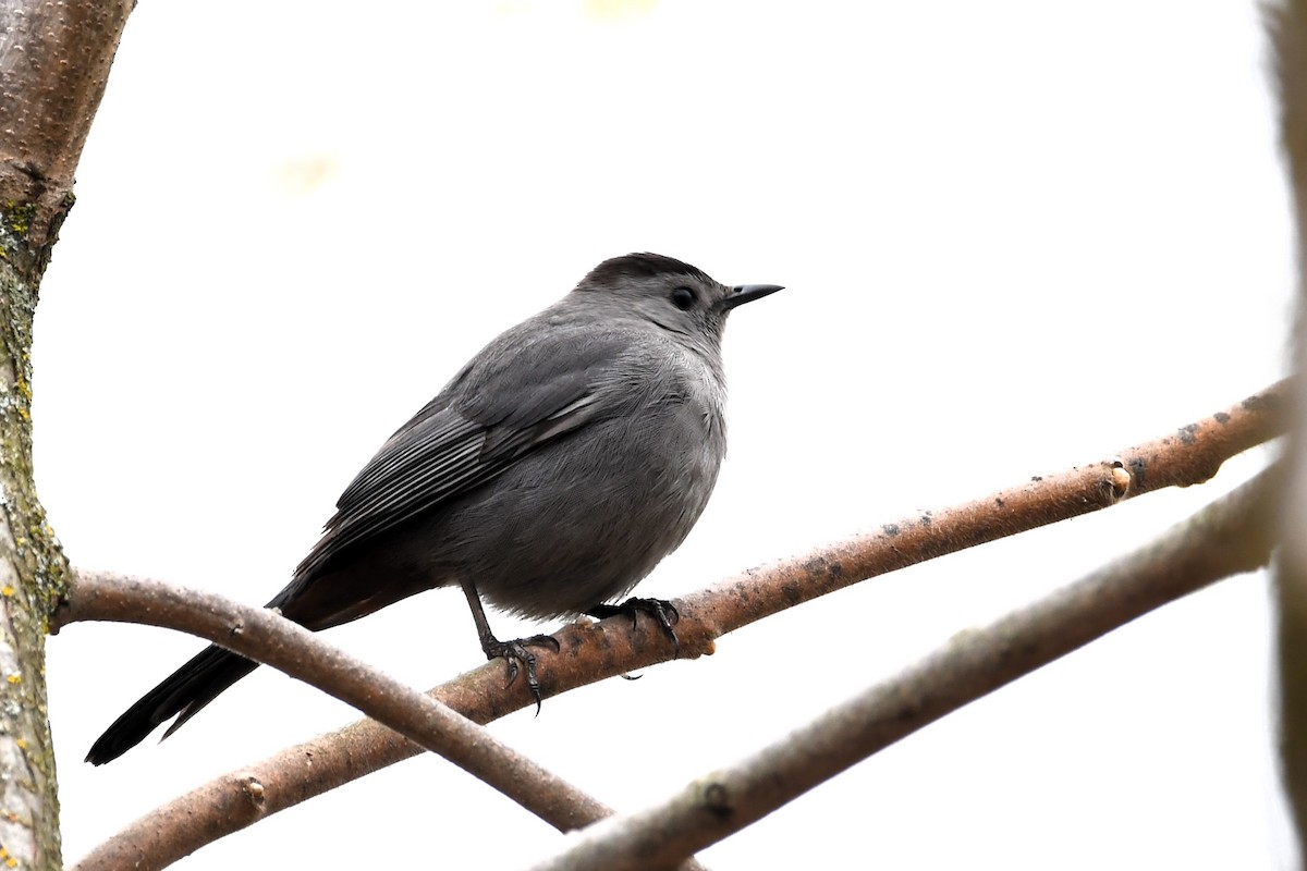 Gray Catbird - ML618433240