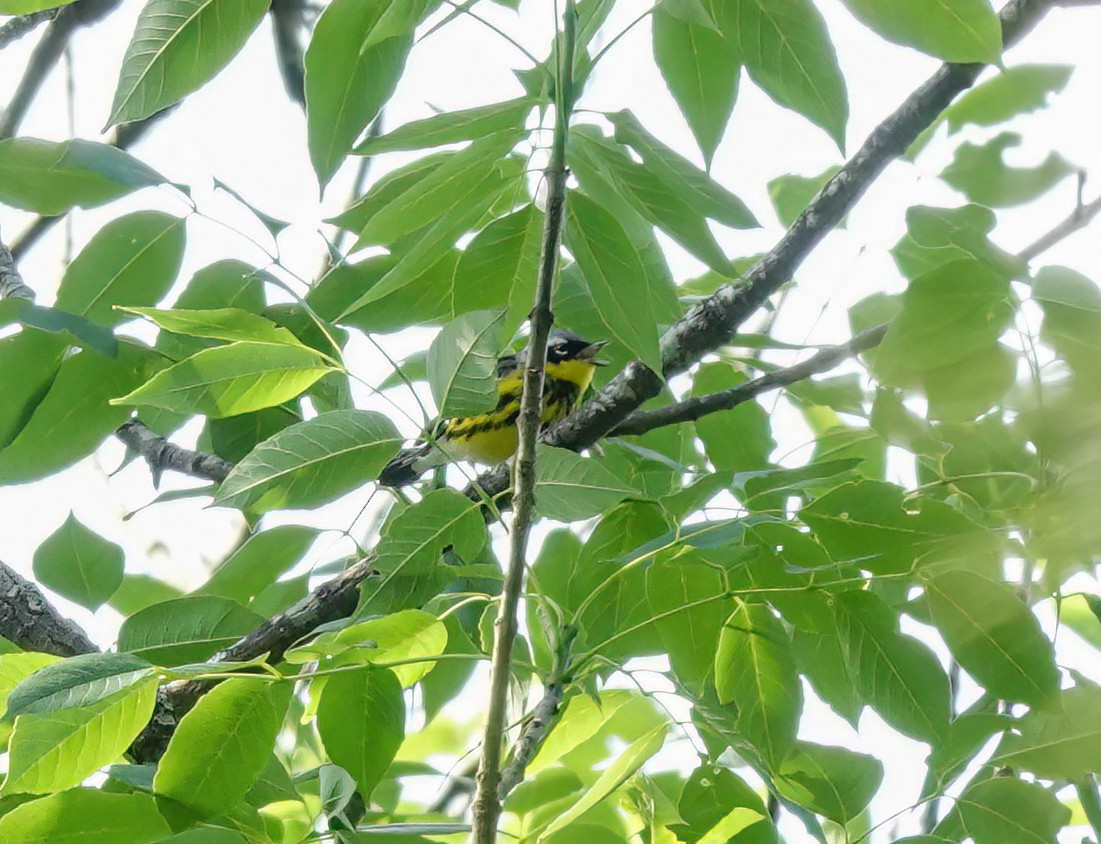 Magnolia Warbler - ML618433294