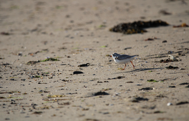 Piping Plover - ML618433368