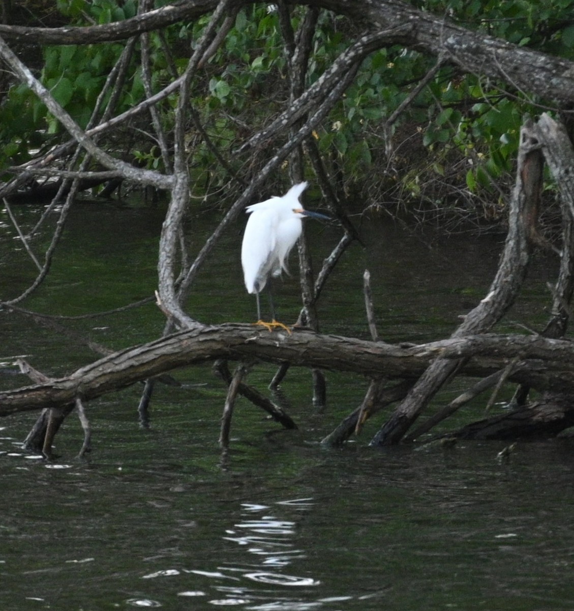 Snowy Egret - Jim McDaniel