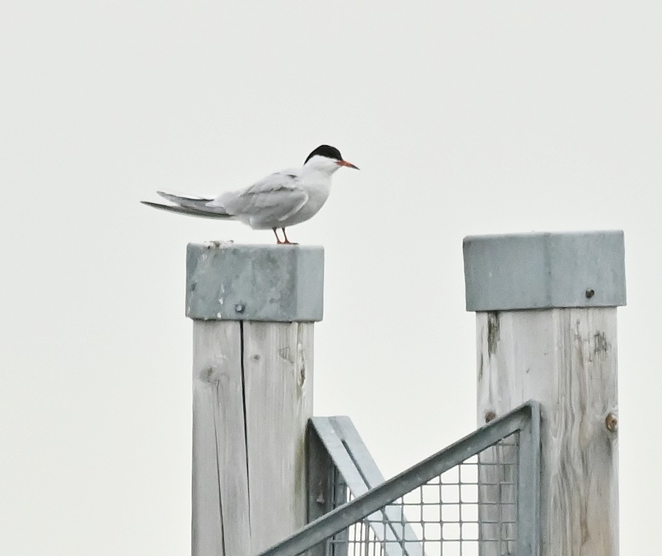 Common Tern - ML618433417