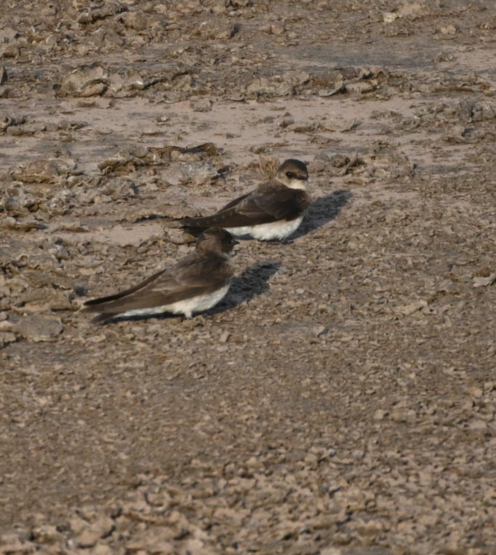 Northern Rough-winged Swallow - Jim McDaniel