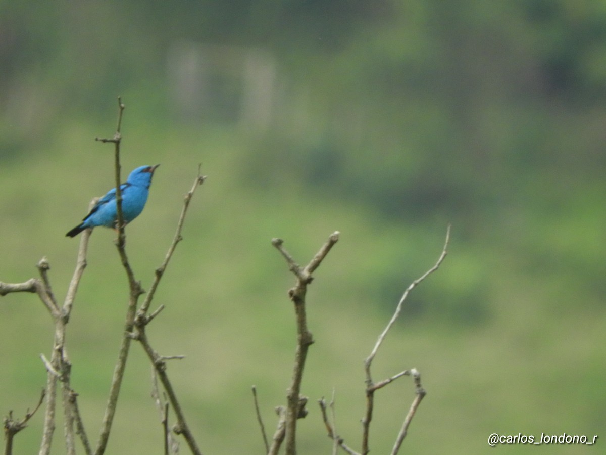 Blue Dacnis - Carlos Londoño