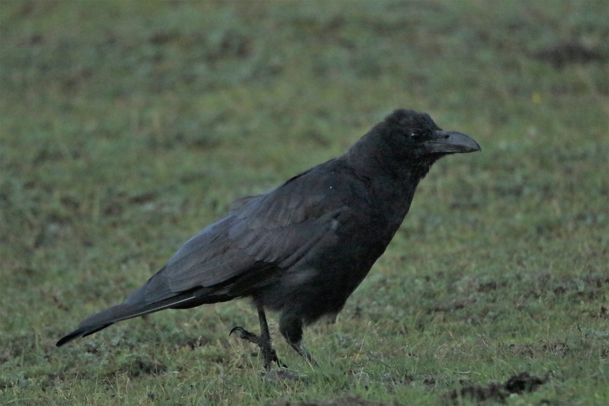 Large-billed Crow - Meruva Naga Rajesh