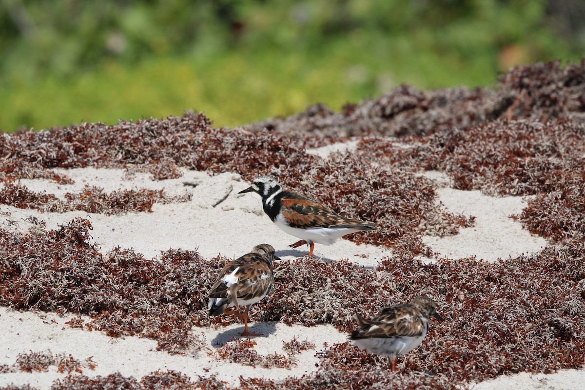 Ruddy Turnstone - Fritz (Boch) Hoeflein