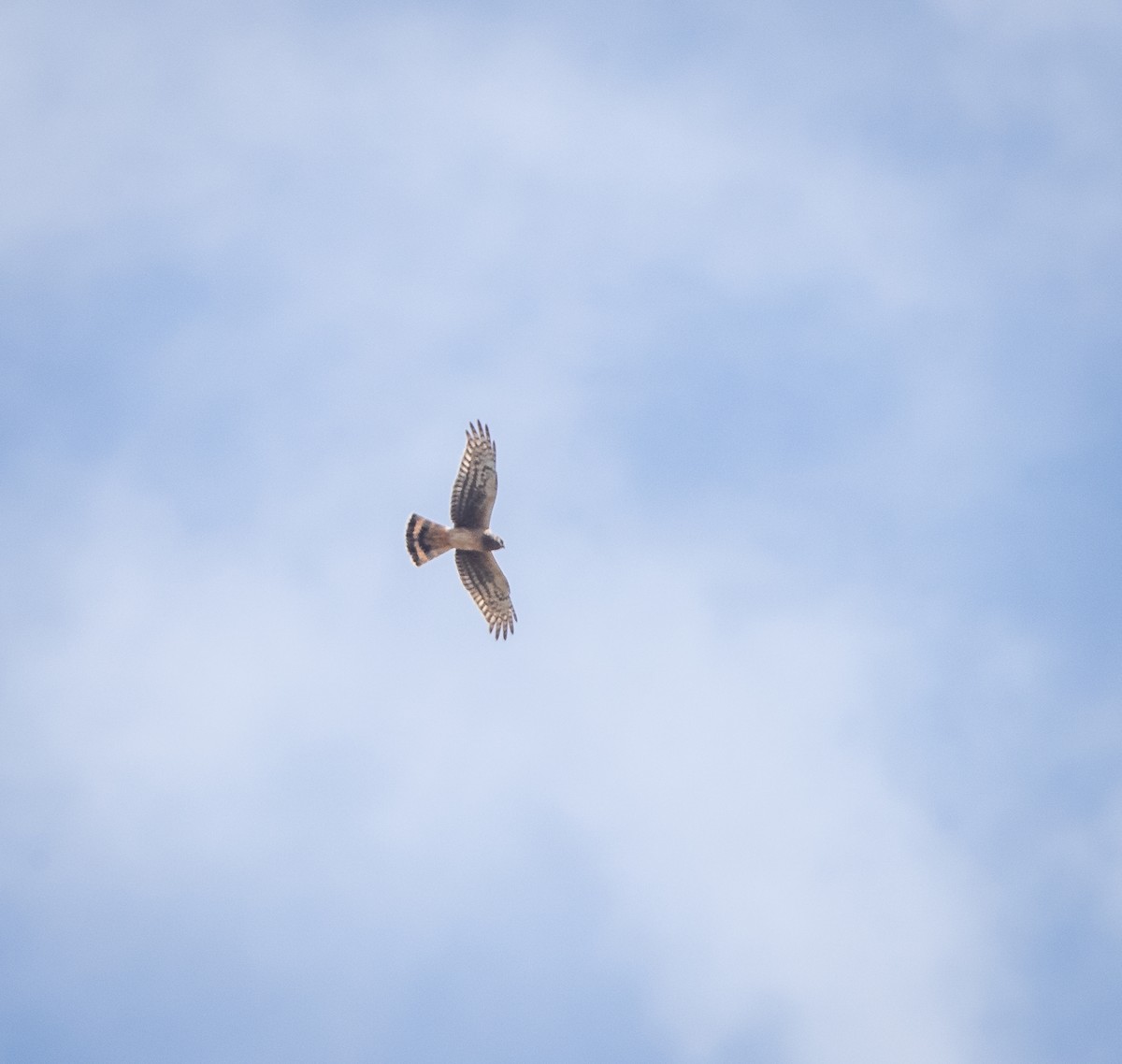 Northern Harrier - ML618433496