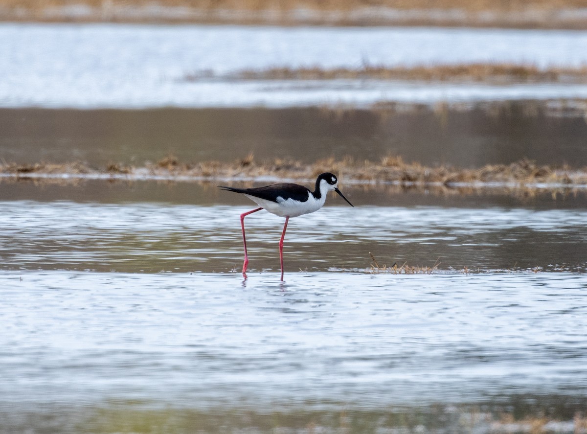 Black-necked Stilt - ML618433497