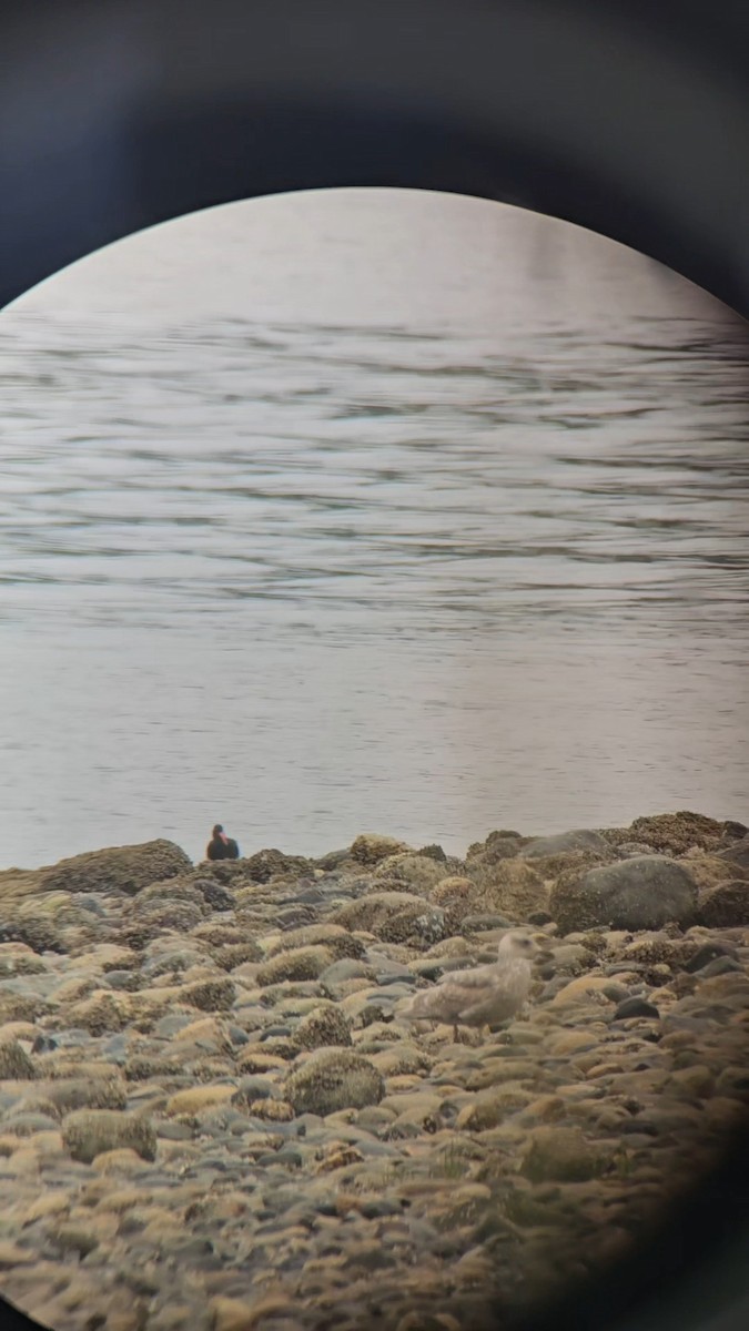 Black Oystercatcher - ML618433501