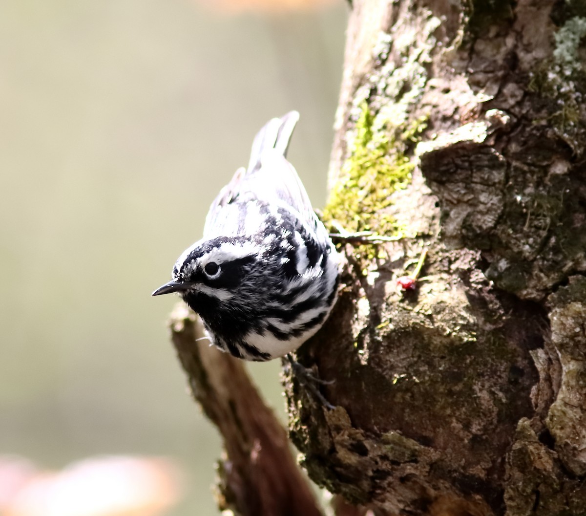 Black-and-white Warbler - Blake Mann