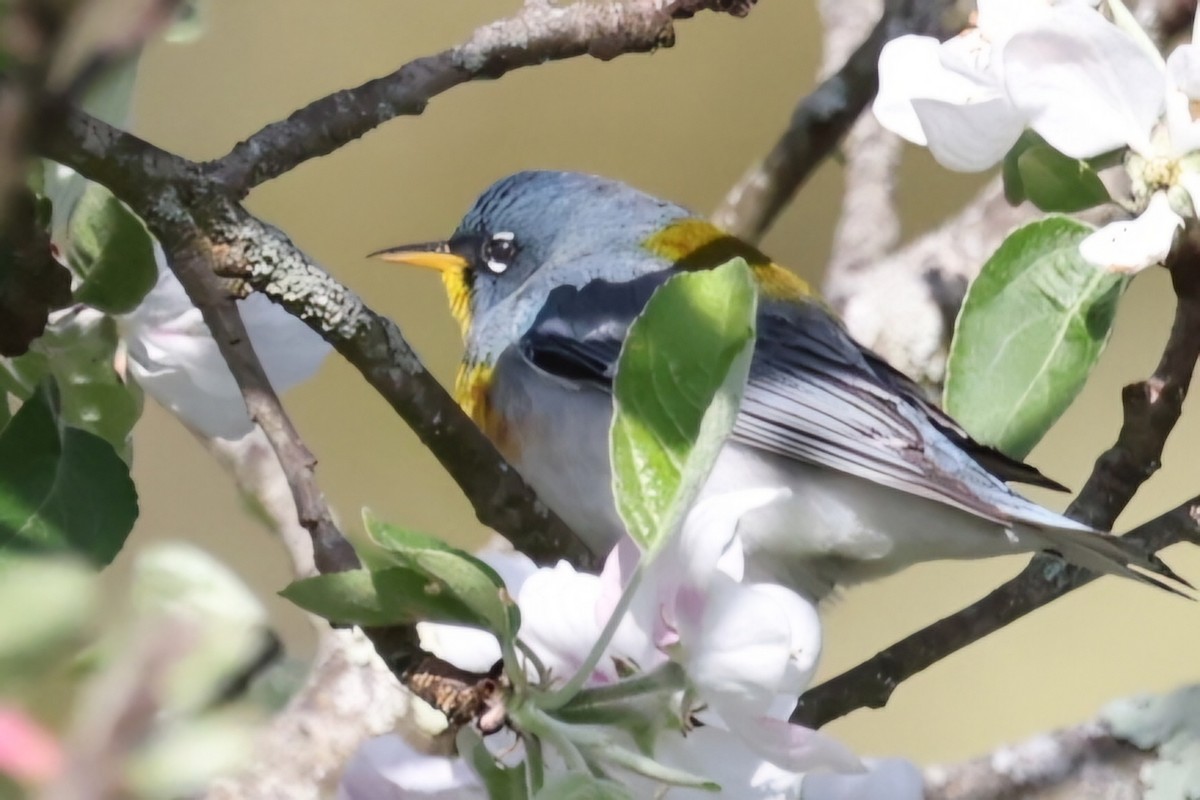 Northern Parula - David Funke