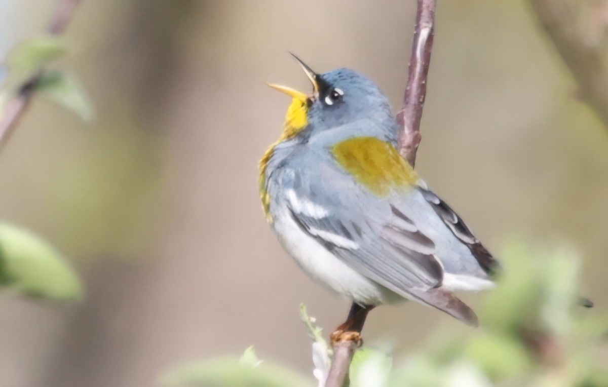 Northern Parula - ML618433520