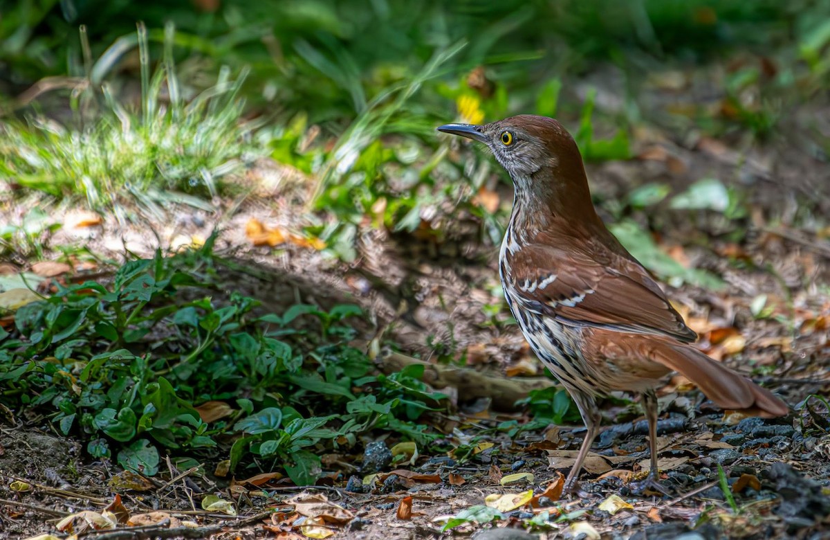 Brown Thrasher - ML618433530