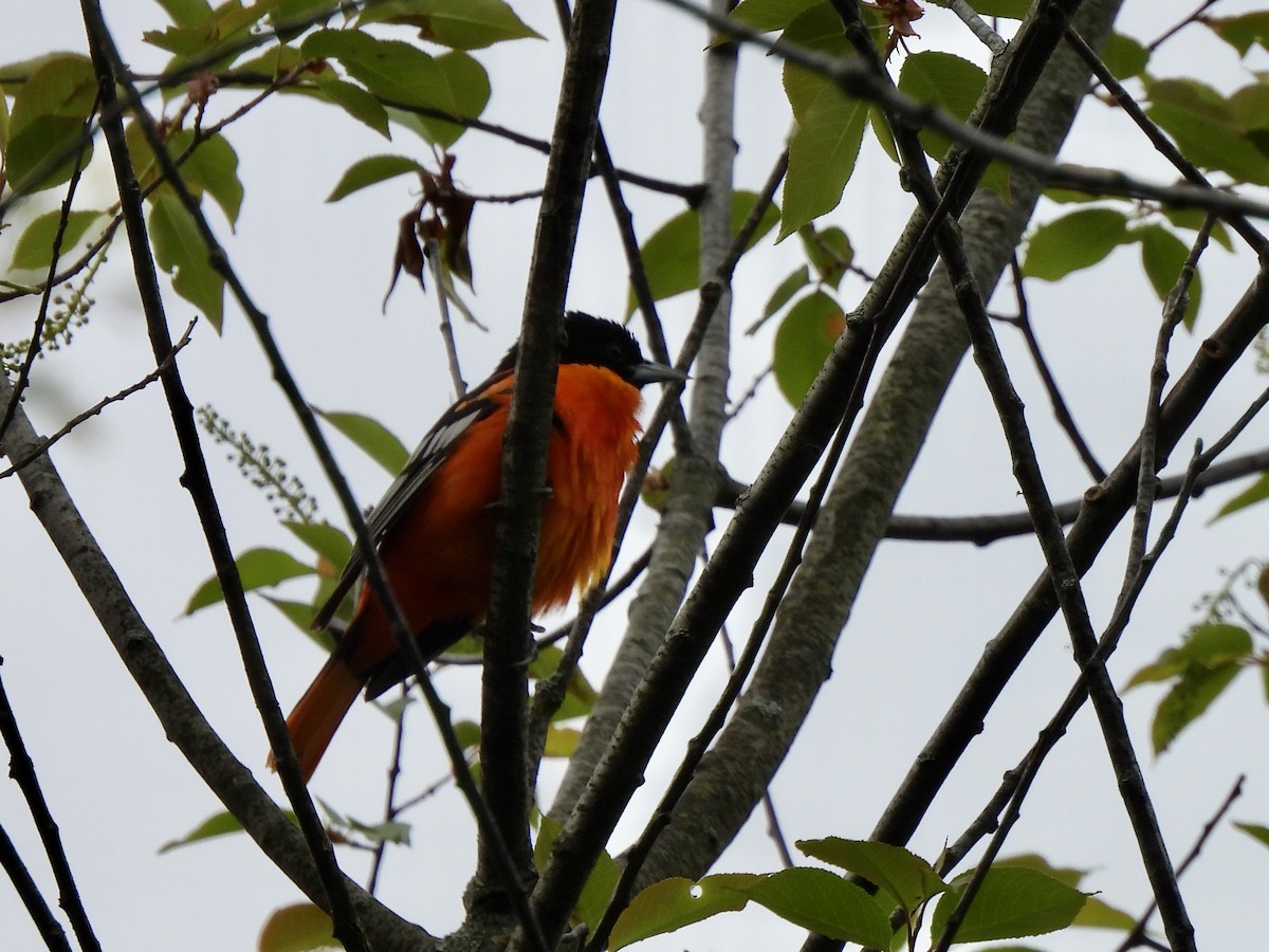 Baltimore Oriole - nikki bryer-kraft