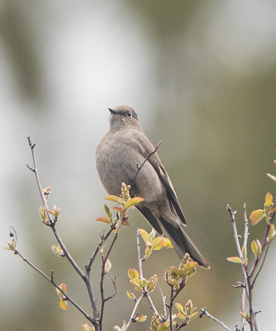 Townsend's Solitaire - bj worth
