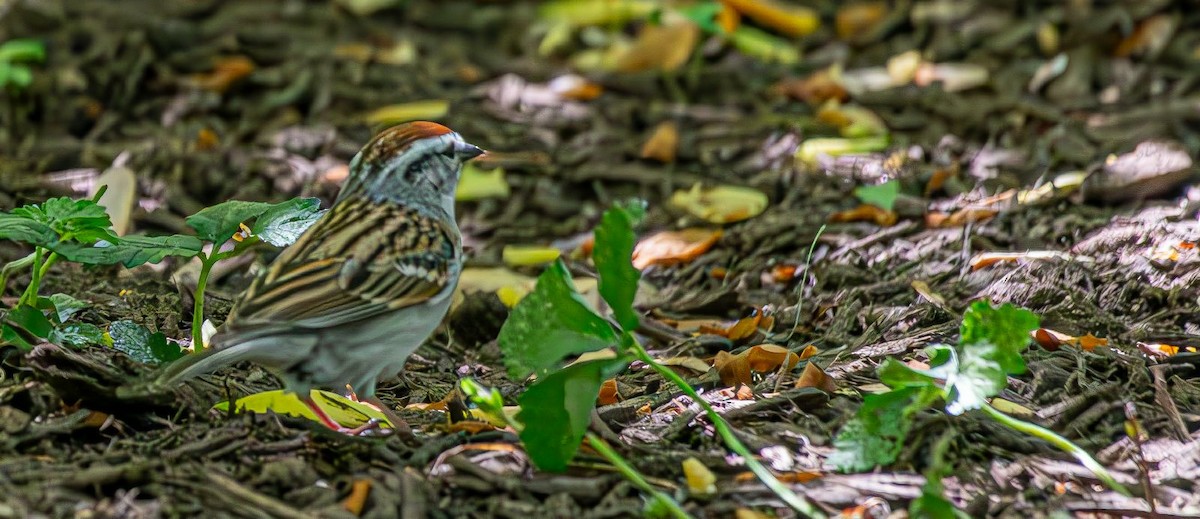 Chipping Sparrow - ML618433560