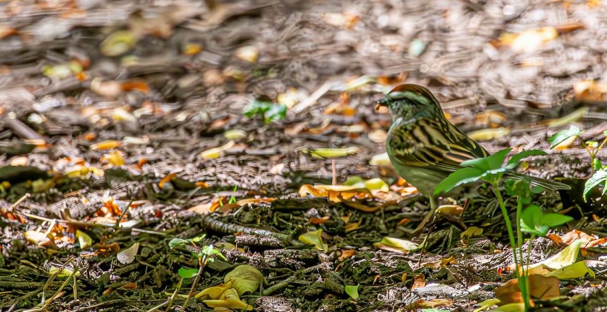 Chipping Sparrow - ML618433561