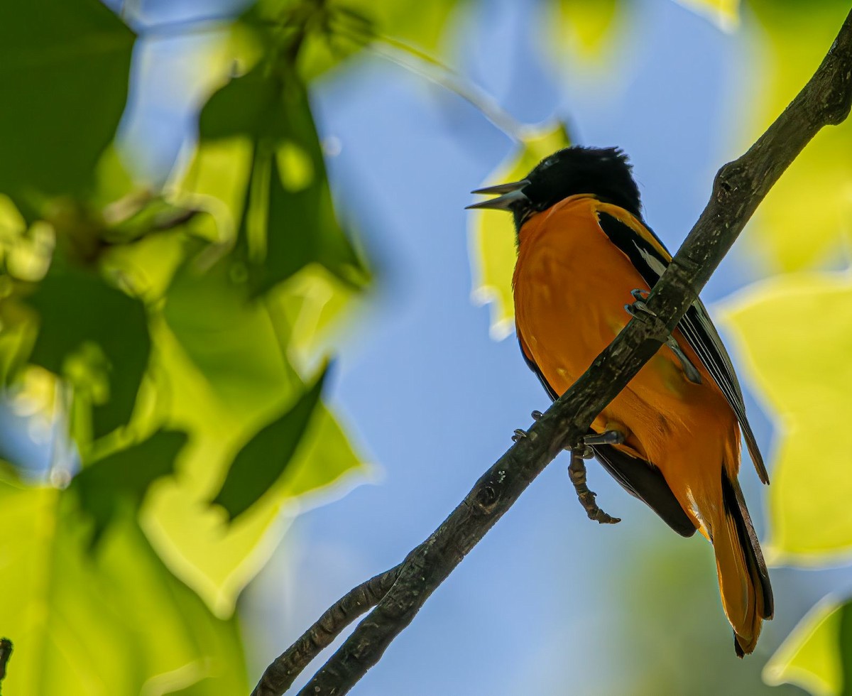 Baltimore Oriole - ML618433588