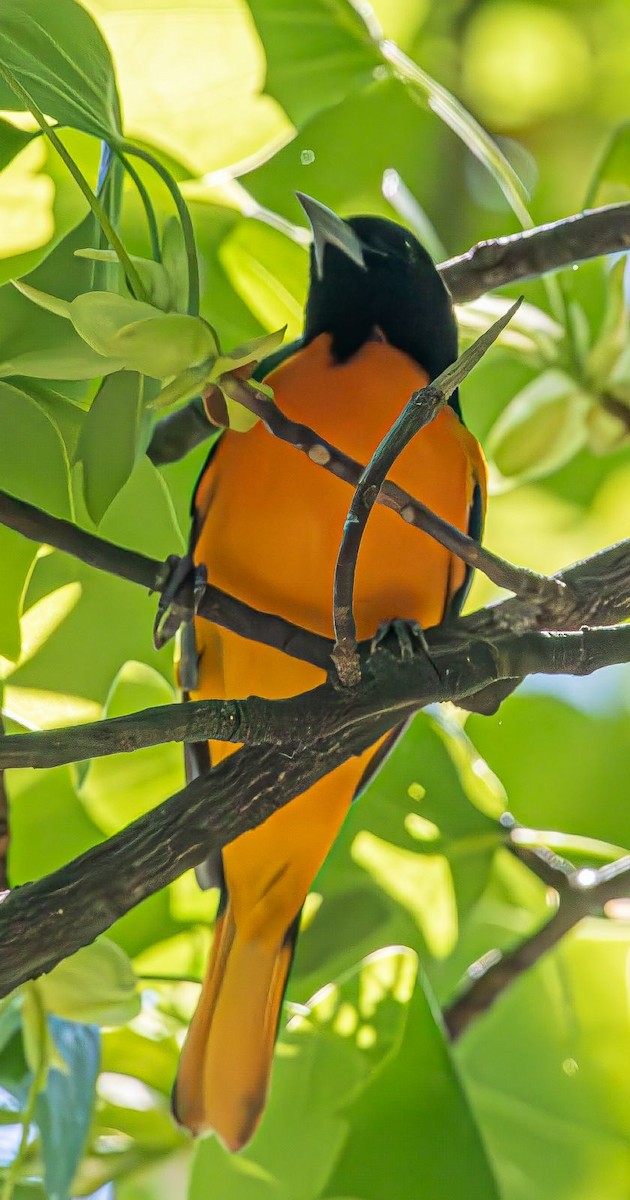 Baltimore Oriole - ML618433590