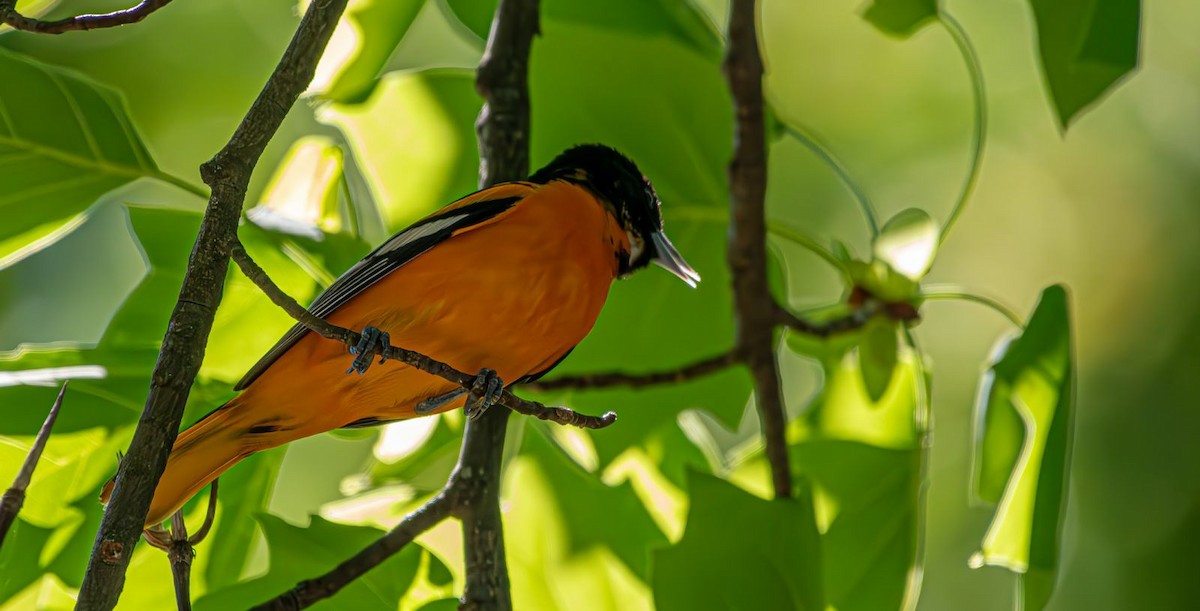 Baltimore Oriole - ML618433591