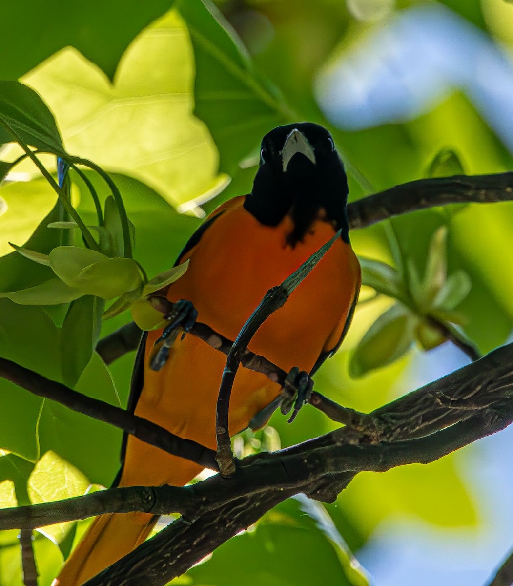 Baltimore Oriole - ML618433596