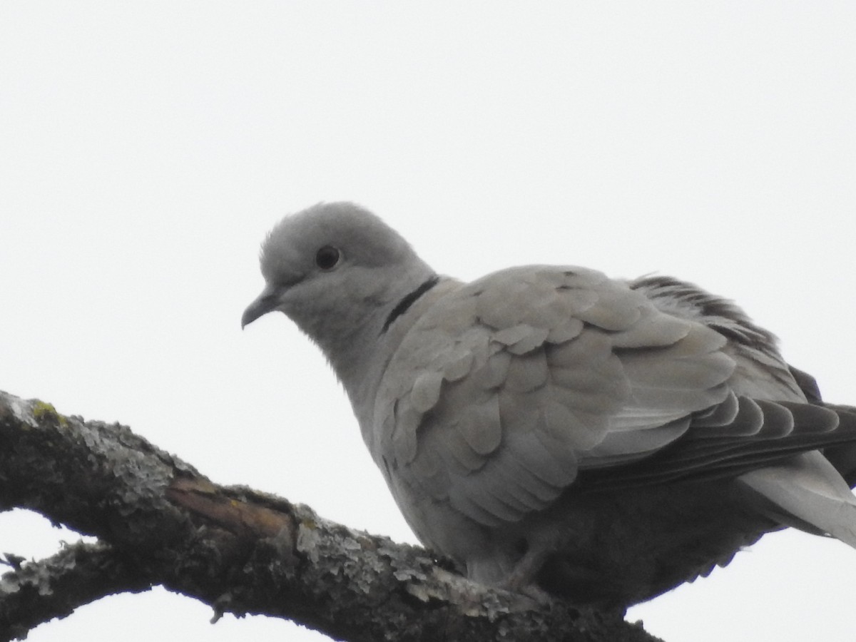 Eurasian Collared-Dove - Peter Erickson