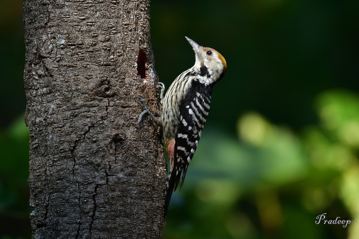 Brown-fronted Woodpecker - Pradeep Choudhary