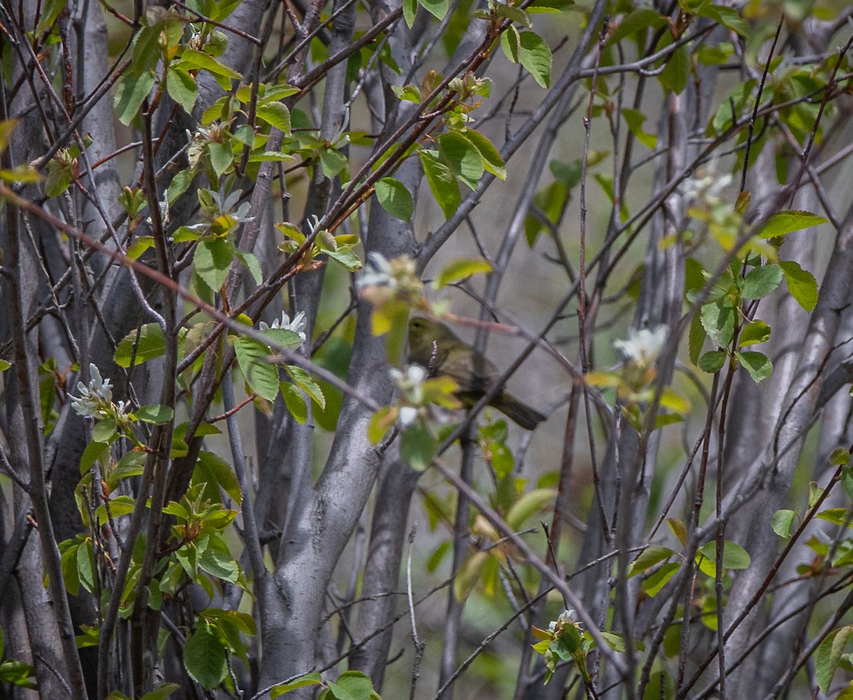 Orange-crowned Warbler - bj worth