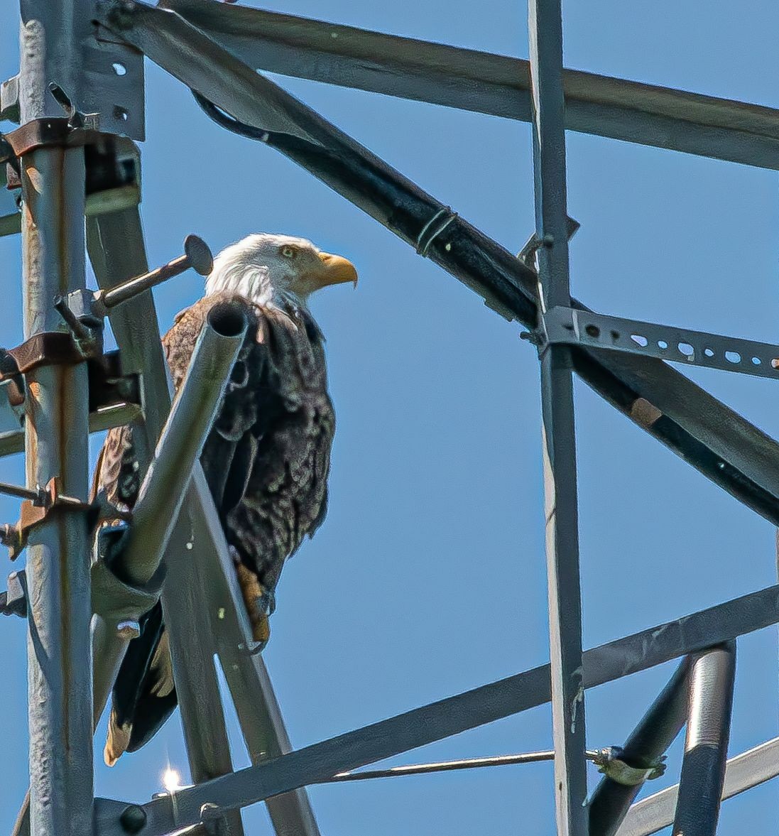 Weißkopf-Seeadler - ML618433691