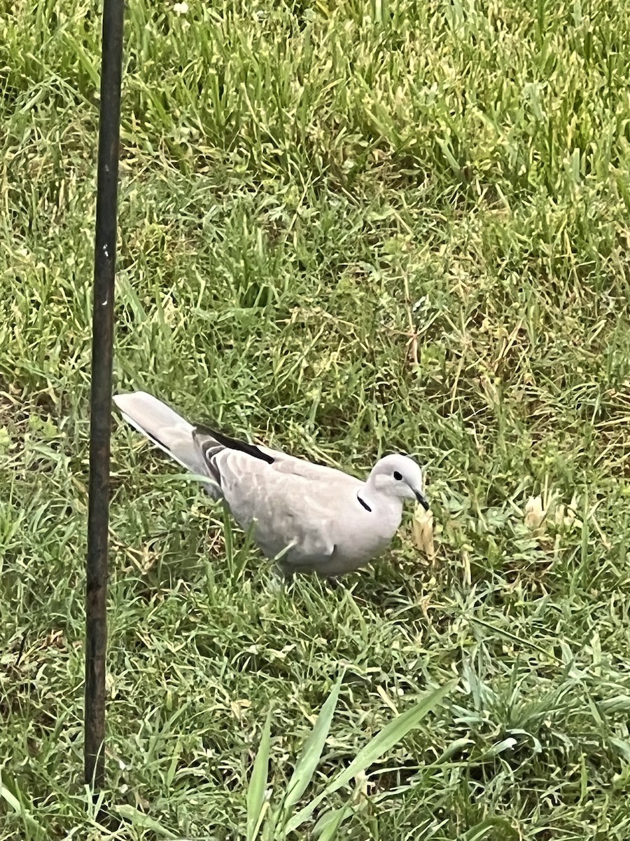 Eurasian Collared-Dove - ML618433693