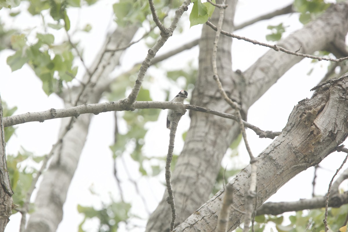 Downy Woodpecker - ML618433697