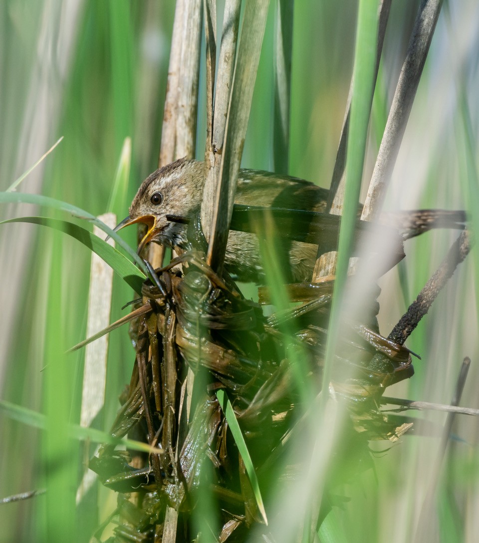 Marsh Wren - Chris Dunford