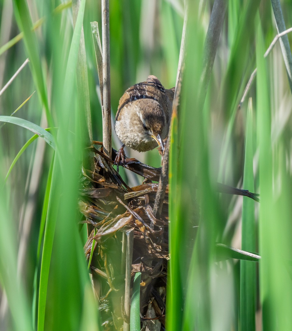 Marsh Wren - Chris Dunford