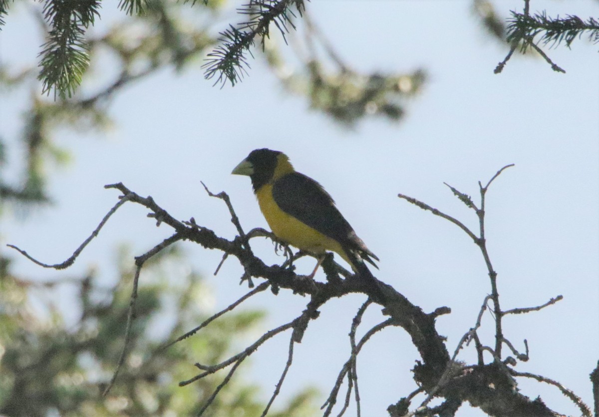 Black-and-yellow Grosbeak - Meruva Naga Rajesh