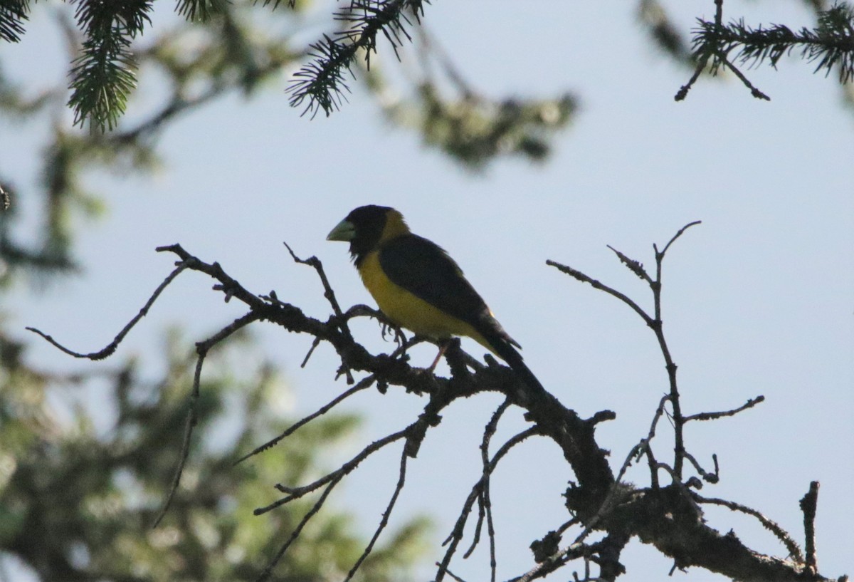 Black-and-yellow Grosbeak - Meruva Naga Rajesh