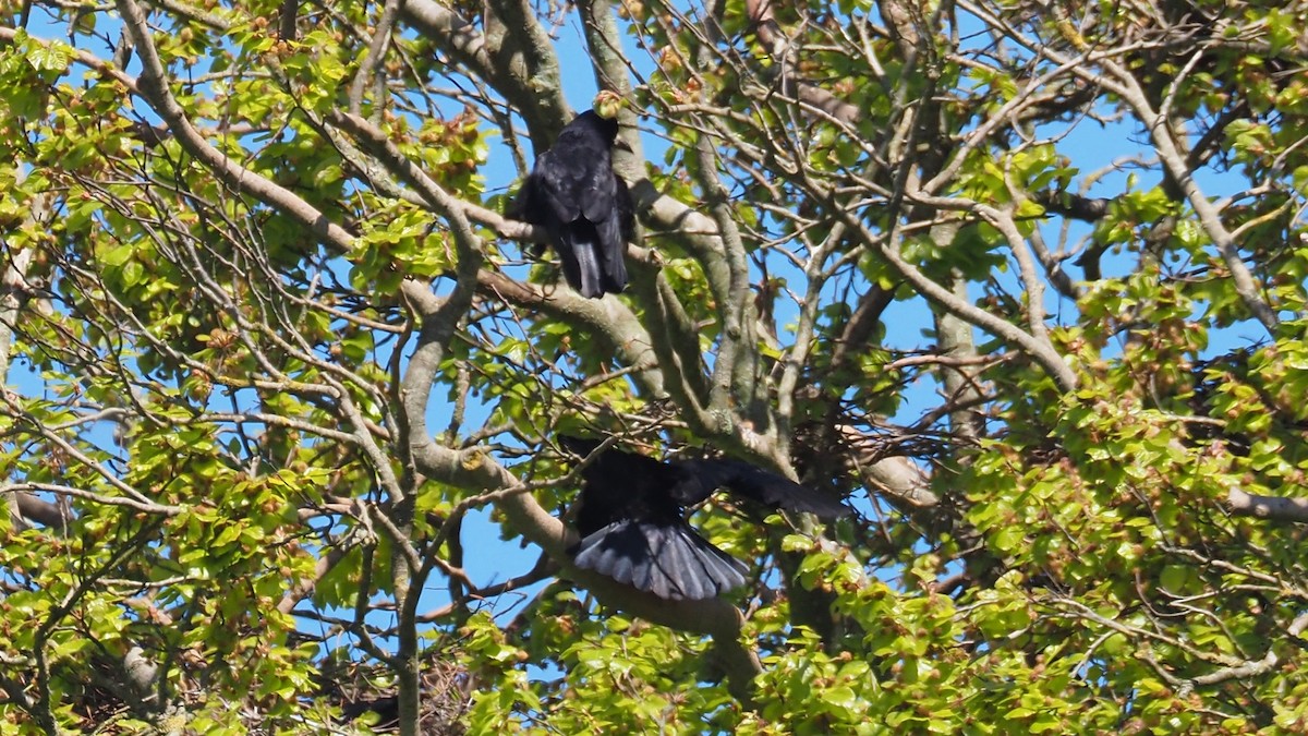 Rook - Bez Bezuidenhout