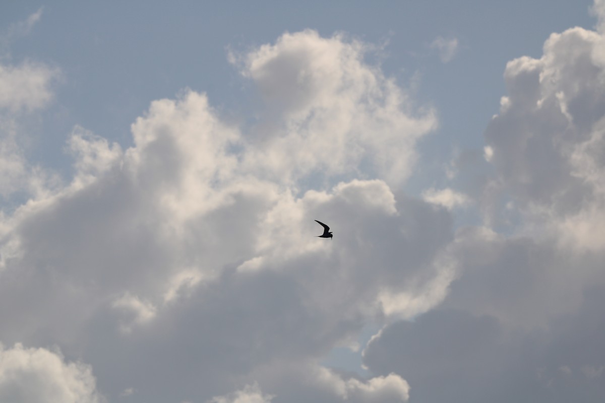 Least Tern - ML618433761