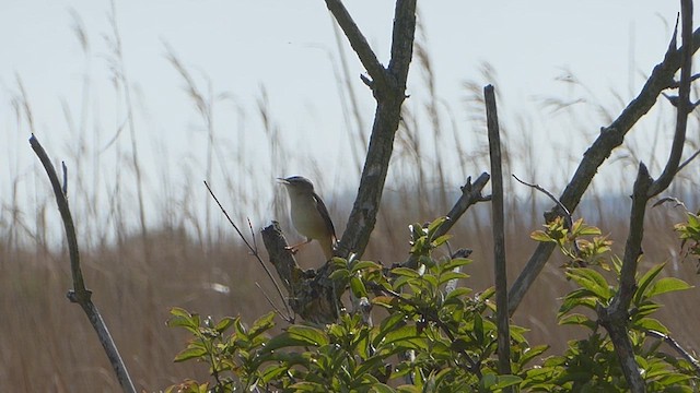 קנית פסים - ML618433786