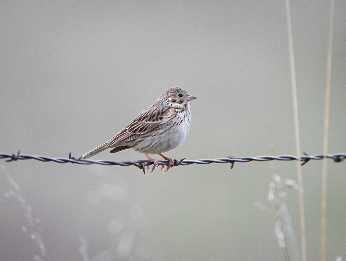 Vesper Sparrow - ML618433801