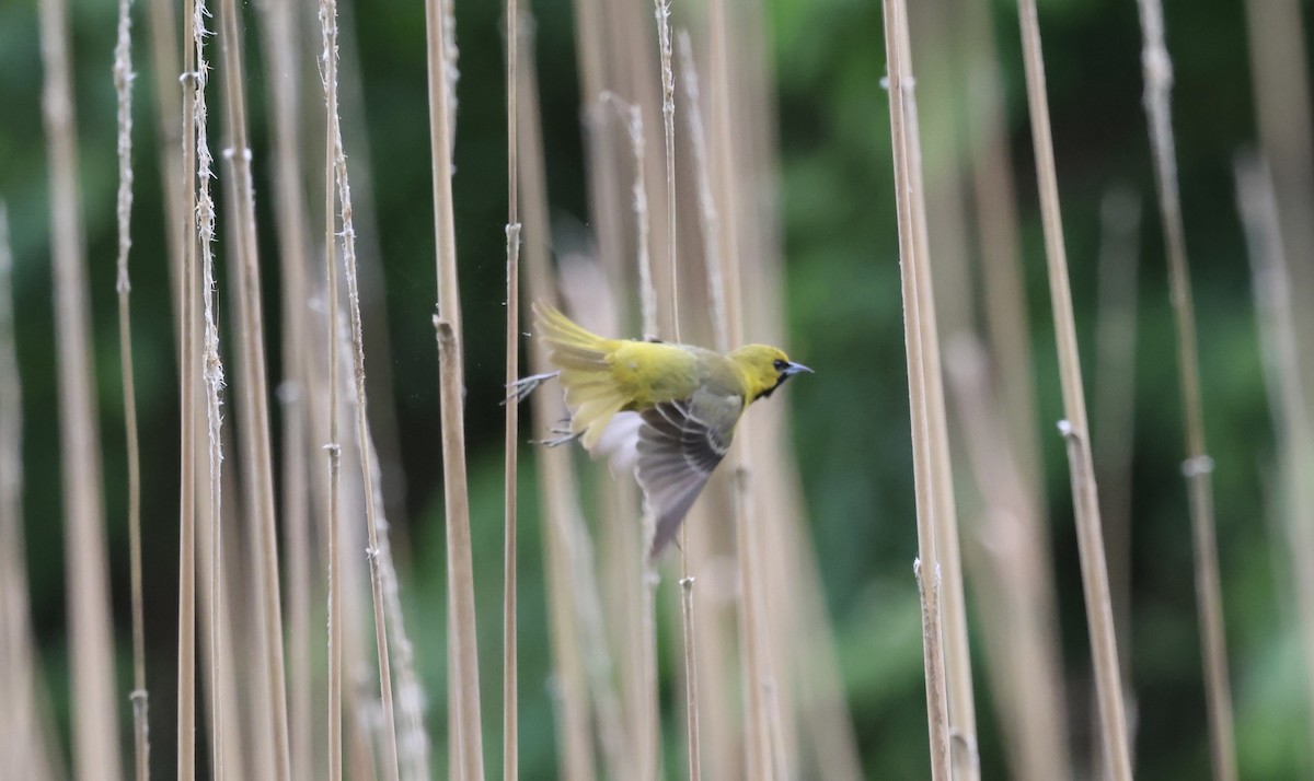 Orchard Oriole - ML618433894