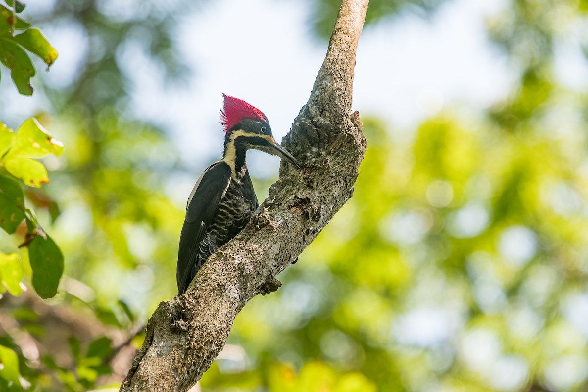 Lineated Woodpecker - Marcelo  Telles