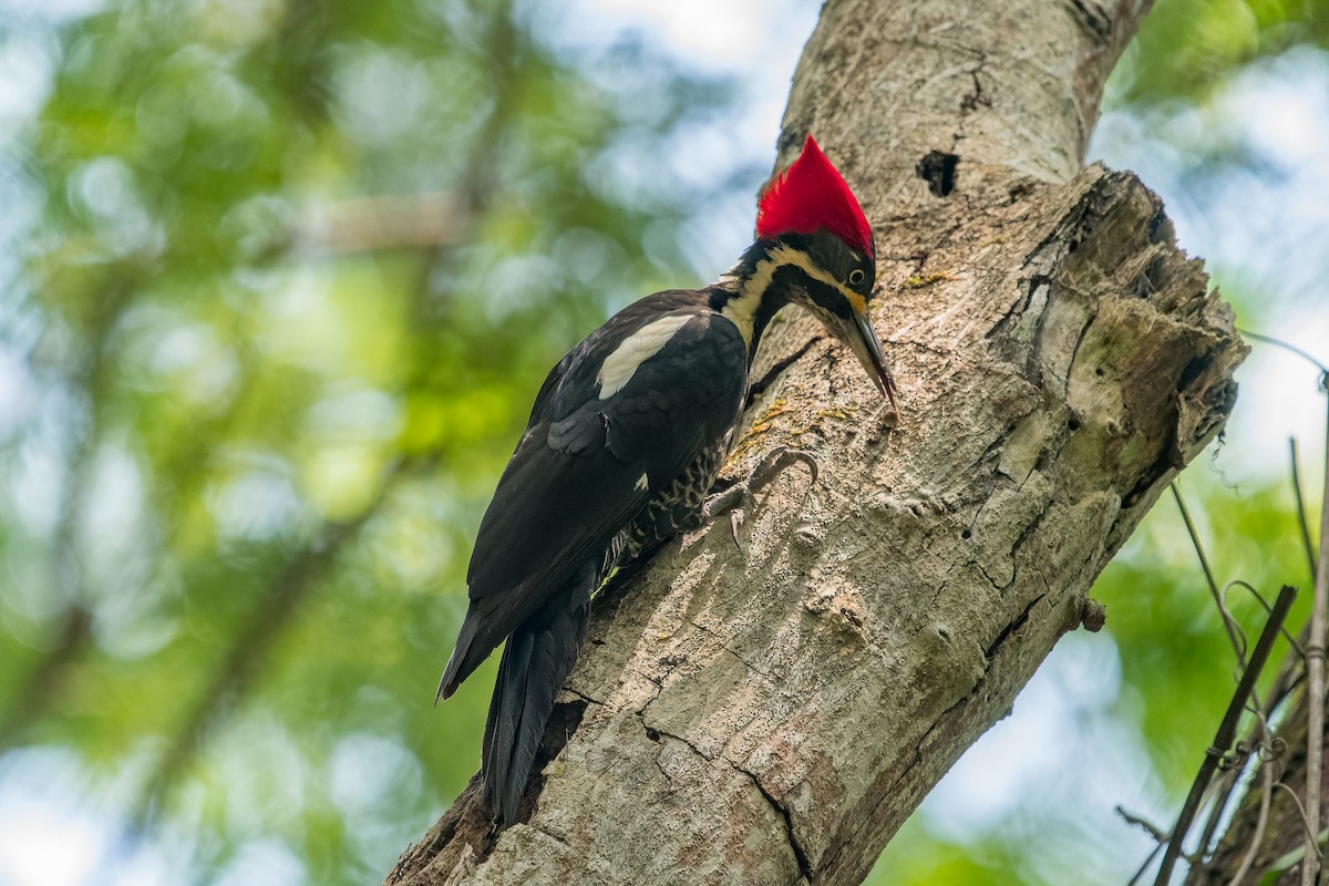 Lineated Woodpecker - Marcelo  Telles