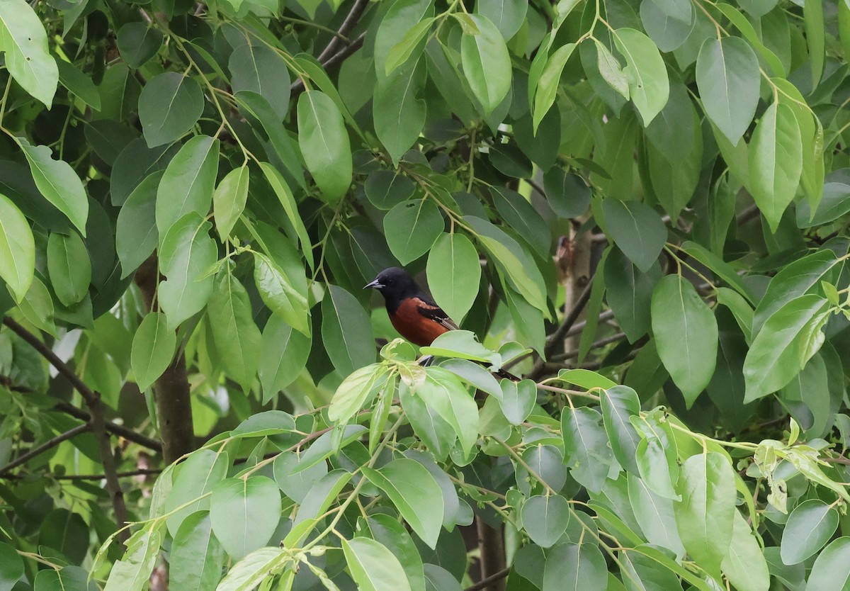 Orchard Oriole - Tony Orzel