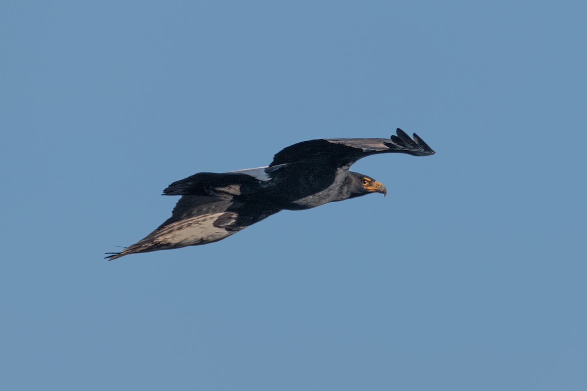 Verreaux's Eagle - ML618433933