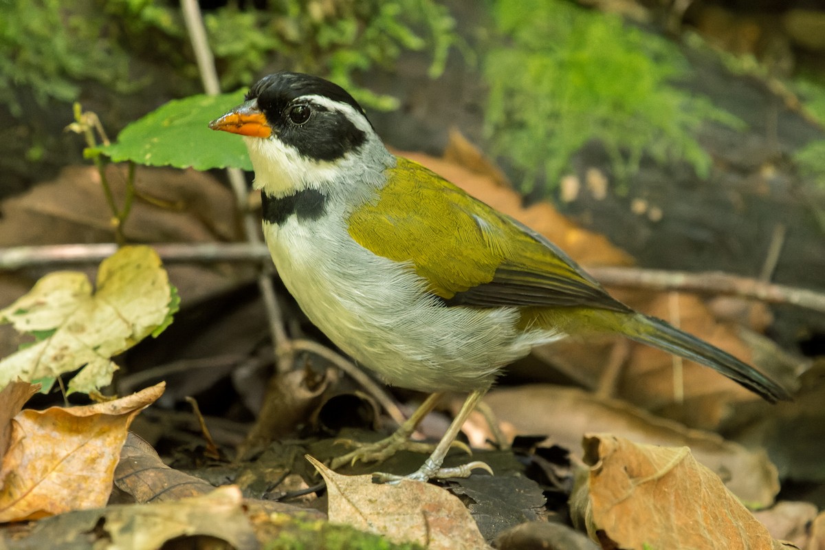 Saffron-billed Sparrow (Saffron-billed) - Marcelo  Telles