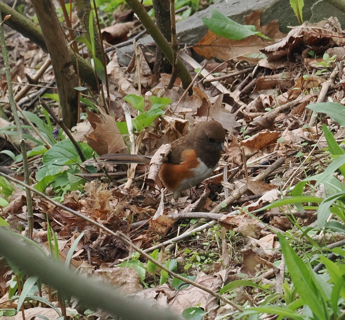 Eastern Towhee - Mark Stevenson