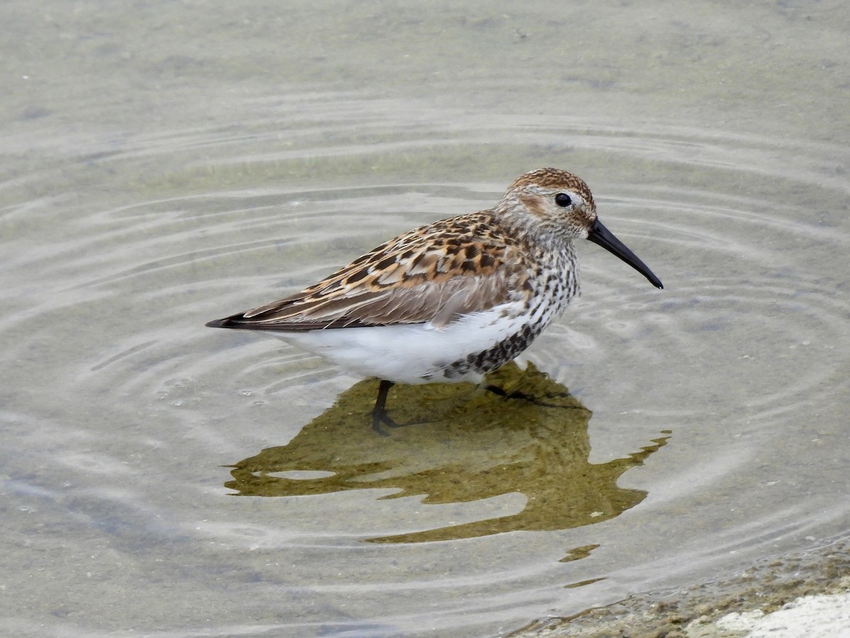 Dunlin - Caroline Quinn