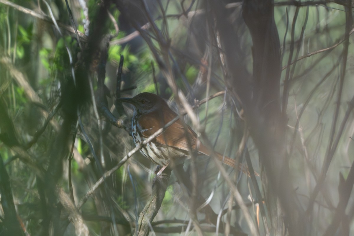 Brown Thrasher - ML618433969