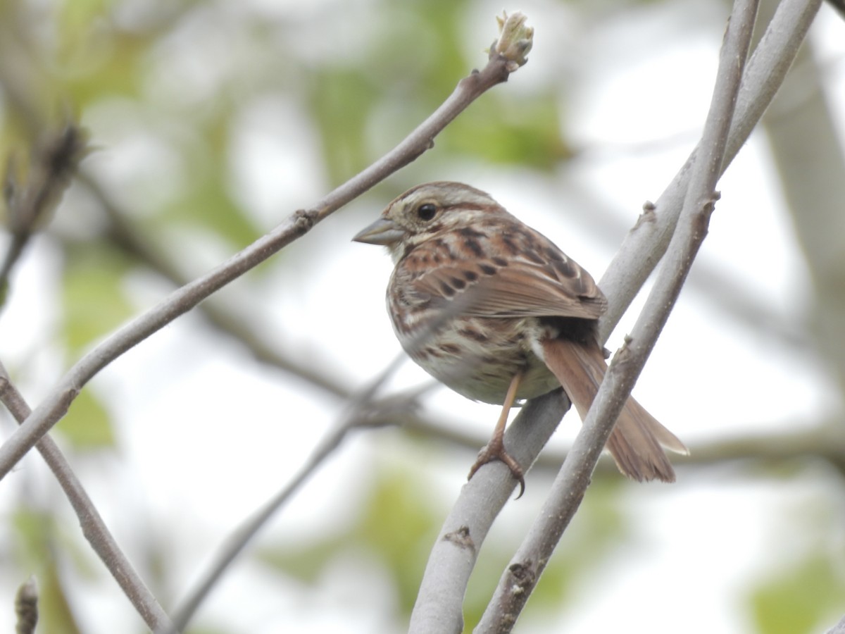 Song Sparrow - ML618433971