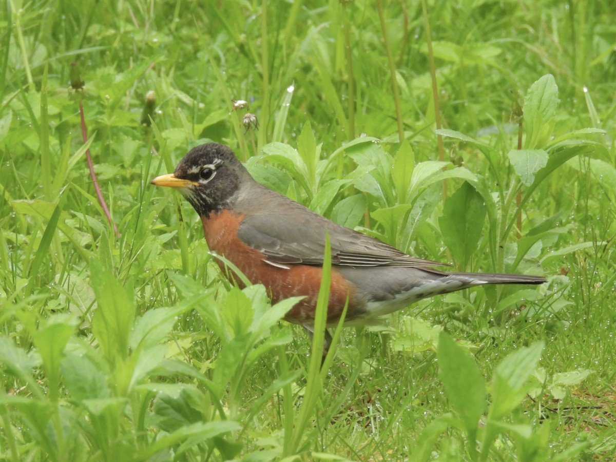 American Robin - ML618433986