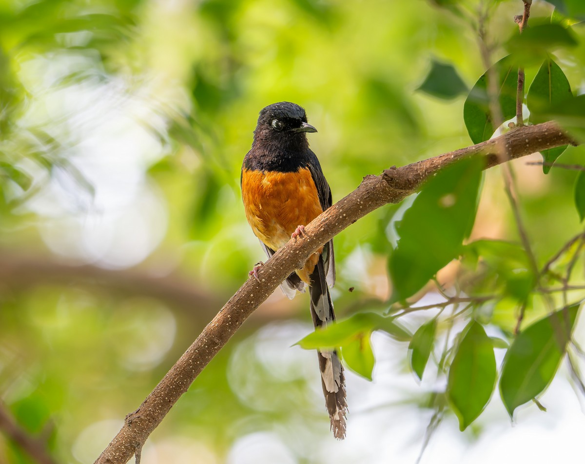 White-rumped Shama - ML618434002